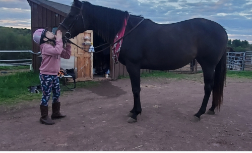 HorseID: 2317904 Go kitty Go - PhotoID: 1104812