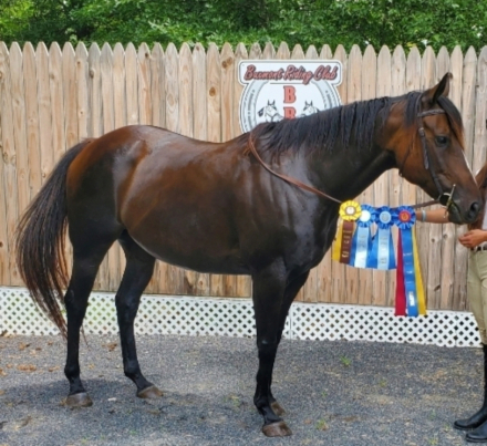 HorseID: 2317904 Go kitty Go - PhotoID: 1104813