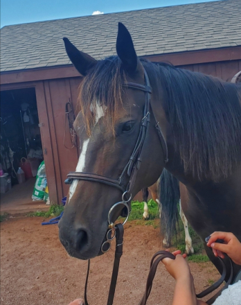 HorseID: 2317904 Go kitty Go - PhotoID: 1104814