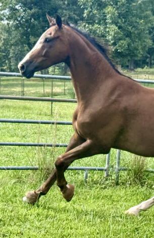 HorseID: 2317905 Gallant Nikitis - PhotoID: 1104816