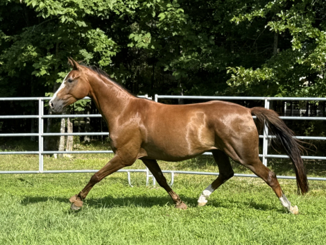 HorseID: 2317905 Gallant Nikitis - PhotoID: 1104817