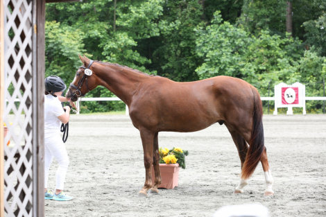 HorseID: 2317905 Gallant Nikitis - PhotoID: 1104818