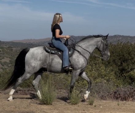 HorseID: 2317910 IB Push 'N Boots - PhotoID: 1104994