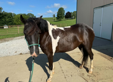 HorseID: 2317918 THEODORE THEO - PhotoID: 1104835