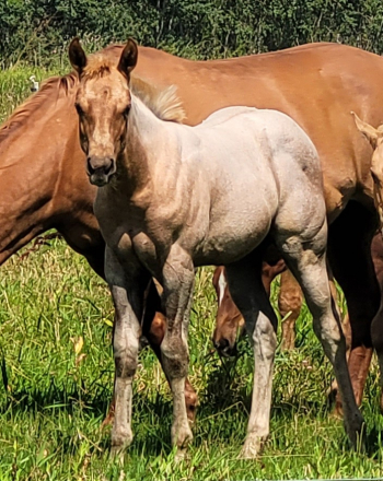 HorseID: 2317922 BBB Marigold - PhotoID: 1104840