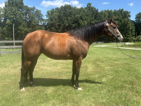 HorseID: 2317925 Impressive Invy - PhotoID: 1104842