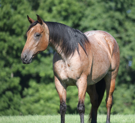 HorseID: 2317944 County Road 677- Consigned to Best Of The West - PhotoID: 1104860