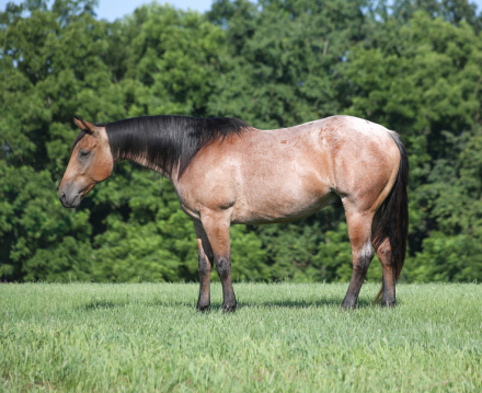 HorseID: 2317944 County Road 677- Consigned to Best Of The West - PhotoID: 1104861
