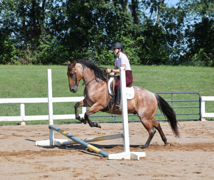 HorseID: 2317944 County Road 677- Consigned to Best Of The West - PhotoID: 1104862
