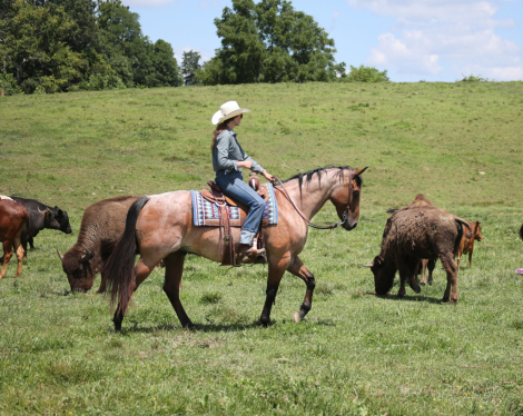 HorseID: 2317944 County Road 677- Consigned to Best Of The West - PhotoID: 1104863