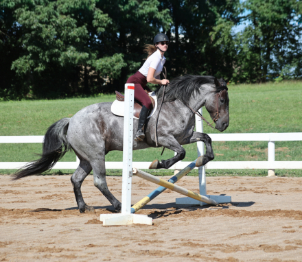 HorseID: 2317945 Rio- Consigned to Best Of The West September 25-26 - PhotoID: 1104877