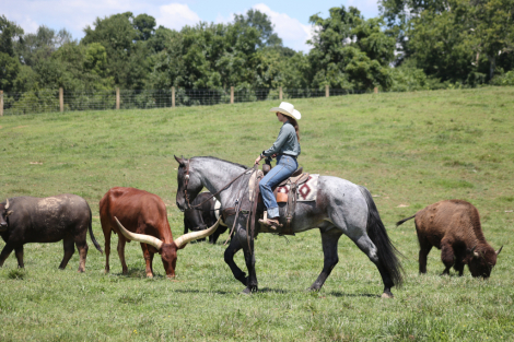 HorseID: 2317945 Rio- Consigned to Best Of The West September 25-26 - PhotoID: 1104878