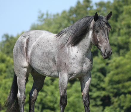 HorseID: 2317945 Rio- Consigned to Best Of The West September 25-26 - PhotoID: 1104879