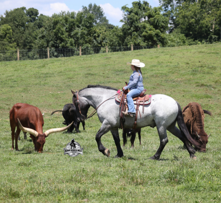HorseID: 2317946 Flint- Consigned to Best Of The West Sep.25-26 - PhotoID: 1104865