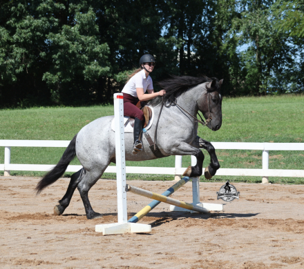 HorseID: 2317946 Flint- Consigned to Best Of The West Sep.25-26 - PhotoID: 1104866
