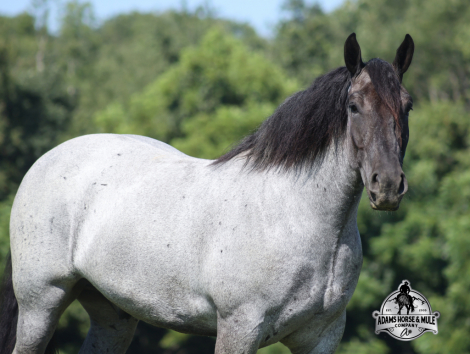 HorseID: 2317946 Flint- Consigned to Best Of The West Sep.25-26 - PhotoID: 1104867