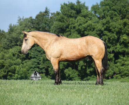 HorseID: 2317948 Sundance- Consigned to Best Of The West Sep. 25-26 - PhotoID: 1104881