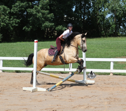 HorseID: 2317948 Sundance- Consigned to Best Of The West Sep. 25-26 - PhotoID: 1104882