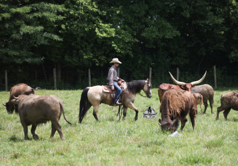 HorseID: 2317949 Mike’s Poco Whiz- Consigned to Best Of The West - PhotoID: 1104869
