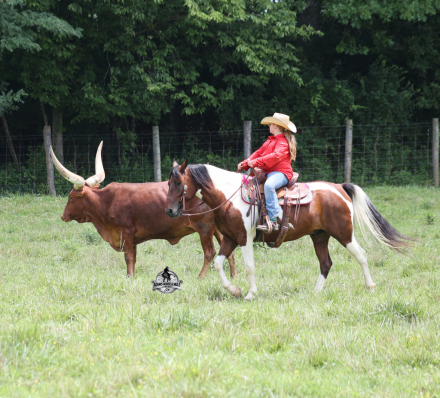 HorseID: 2317950 Patriot- Consigned to Best Of The West Sep. 25-26 - PhotoID: 1104873