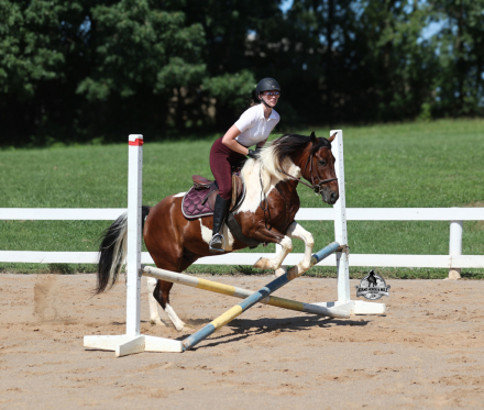 HorseID: 2317950 Patriot- Consigned to Best Of The West Sep. 25-26 - PhotoID: 1104874