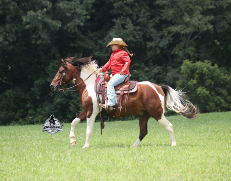HorseID: 2317950 Patriot- Consigned to Best Of The West Sep. 25-26 - PhotoID: 1104875