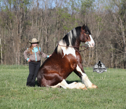 HorseID: 2317951 Chantz- Consigned to Best Of The West Sep. 25-26 - PhotoID: 1104857