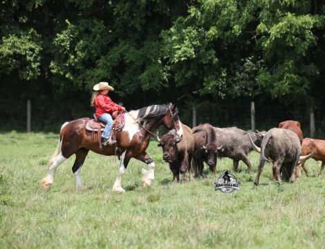 HorseID: 2317951 Chantz- Consigned to Best Of The West Sep. 25-26 - PhotoID: 1104859