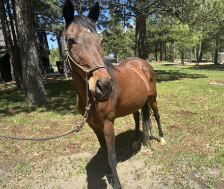HorseID: 2317955 Rita - PhotoID: 1104885