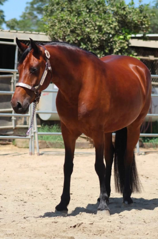 HorseID: 2317957 Clover - PhotoID: 1104886