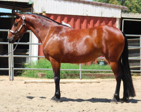 HorseID: 2317957 Clover - PhotoID: 1104887