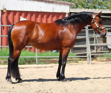 HorseID: 2317957 Clover - PhotoID: 1104888