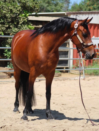 HorseID: 2317957 Clover - PhotoID: 1104889
