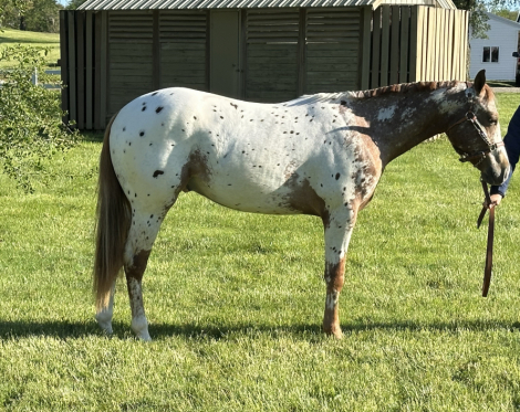 HorseID: 2317958 The Model Took My Chips - PhotoID: 1104895