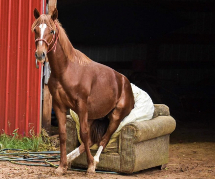 HorseID: 2317961 Smokin on 420 - PhotoID: 1104907