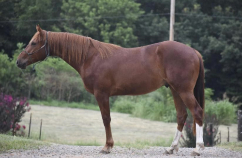 HorseID: 2317961 Smokin on 420 - PhotoID: 1104908