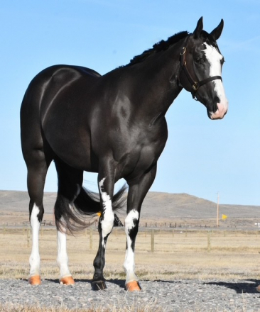 HorseID: 2317962 Whata Lazy Cowboy - PhotoID: 1104911
