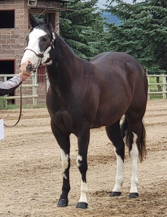 HorseID: 2317962 Whata Lazy Cowboy - PhotoID: 1104912