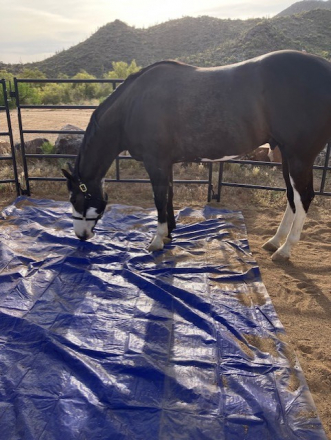 HorseID: 2317962 Whata Lazy Cowboy - PhotoID: 1104913