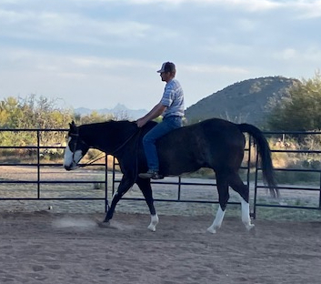 HorseID: 2317962 Whata Lazy Cowboy - PhotoID: 1104915