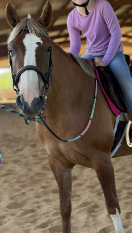 HorseID: 2317964 Perfect Pony Precious - PhotoID: 1104921