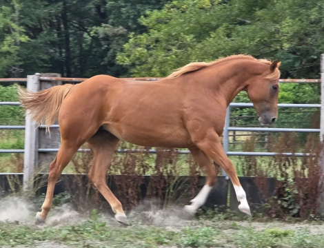 HorseID: 2317967 Invite the good only - PhotoID: 1104922
