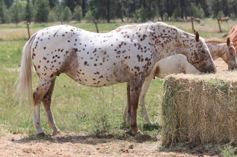 HorseID: 2317980 Kachinas Dandy Bess - PhotoID: 1104936