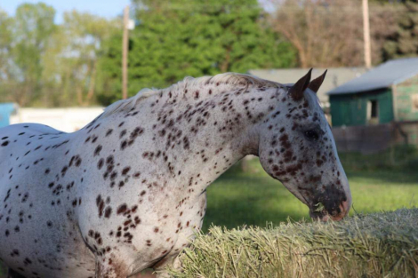 HorseID: 2317980 Kachinas Dandy Bess - PhotoID: 1104937