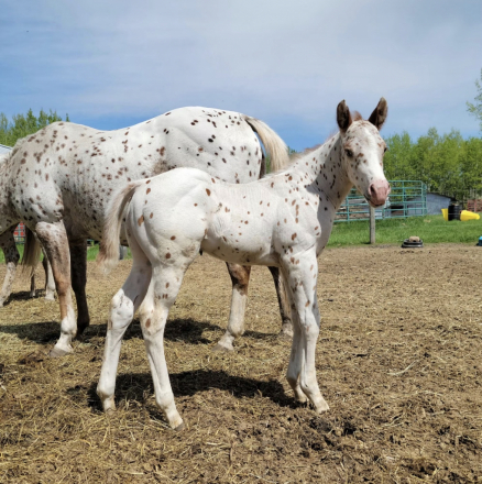 HorseID: 2317980 Kachinas Dandy Bess - PhotoID: 1104938