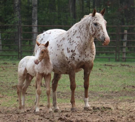 HorseID: 2317980 Kachinas Dandy Bess - PhotoID: 1104939
