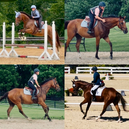 HorseID: 2317992 Whiskey Mischief - PhotoID: 1104955