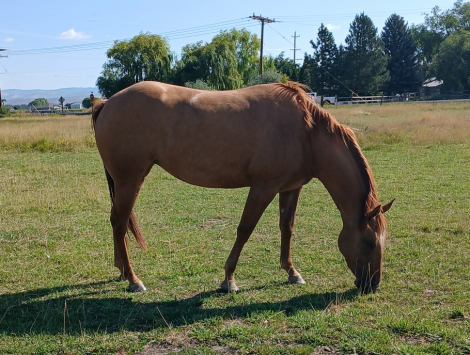HorseID: 2317995 Araceli - PhotoID: 1104958