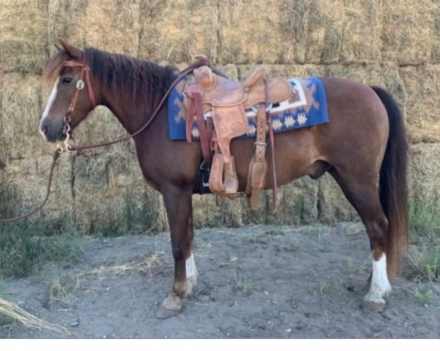 HorseID: 2317996 John Wayne - PhotoID: 1104959