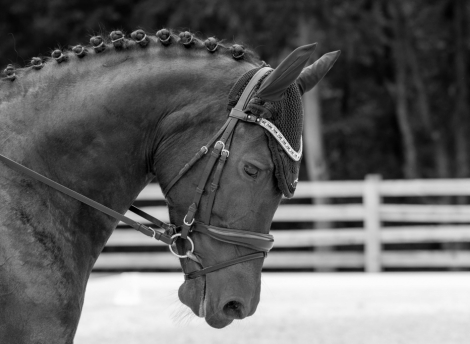 HorseID: 2318002 Daiyu SCS - PhotoID: 1104963